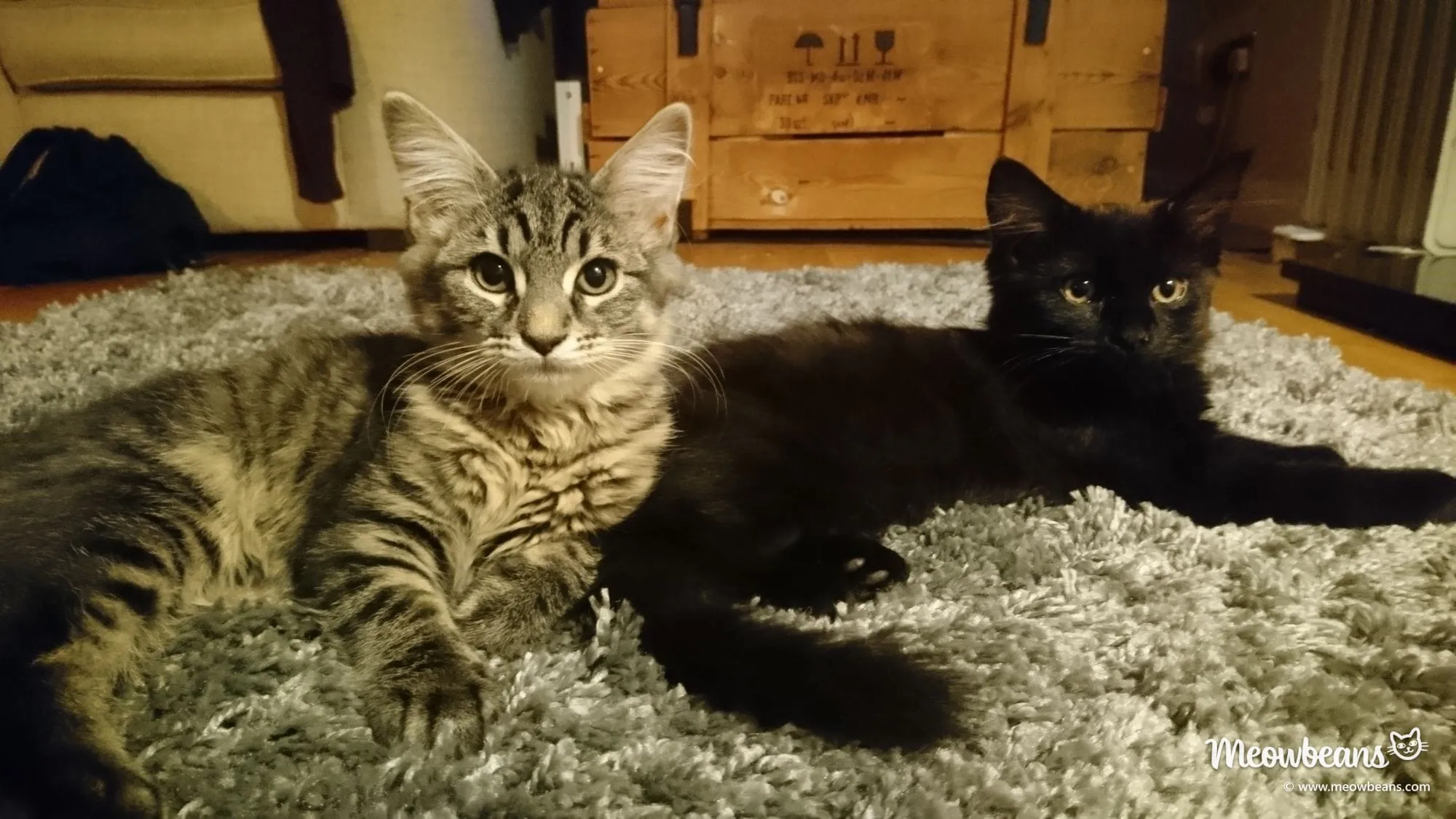 Max, a brown tabby kitten, and Mila, a black kitten, lying together on a shaggy rug