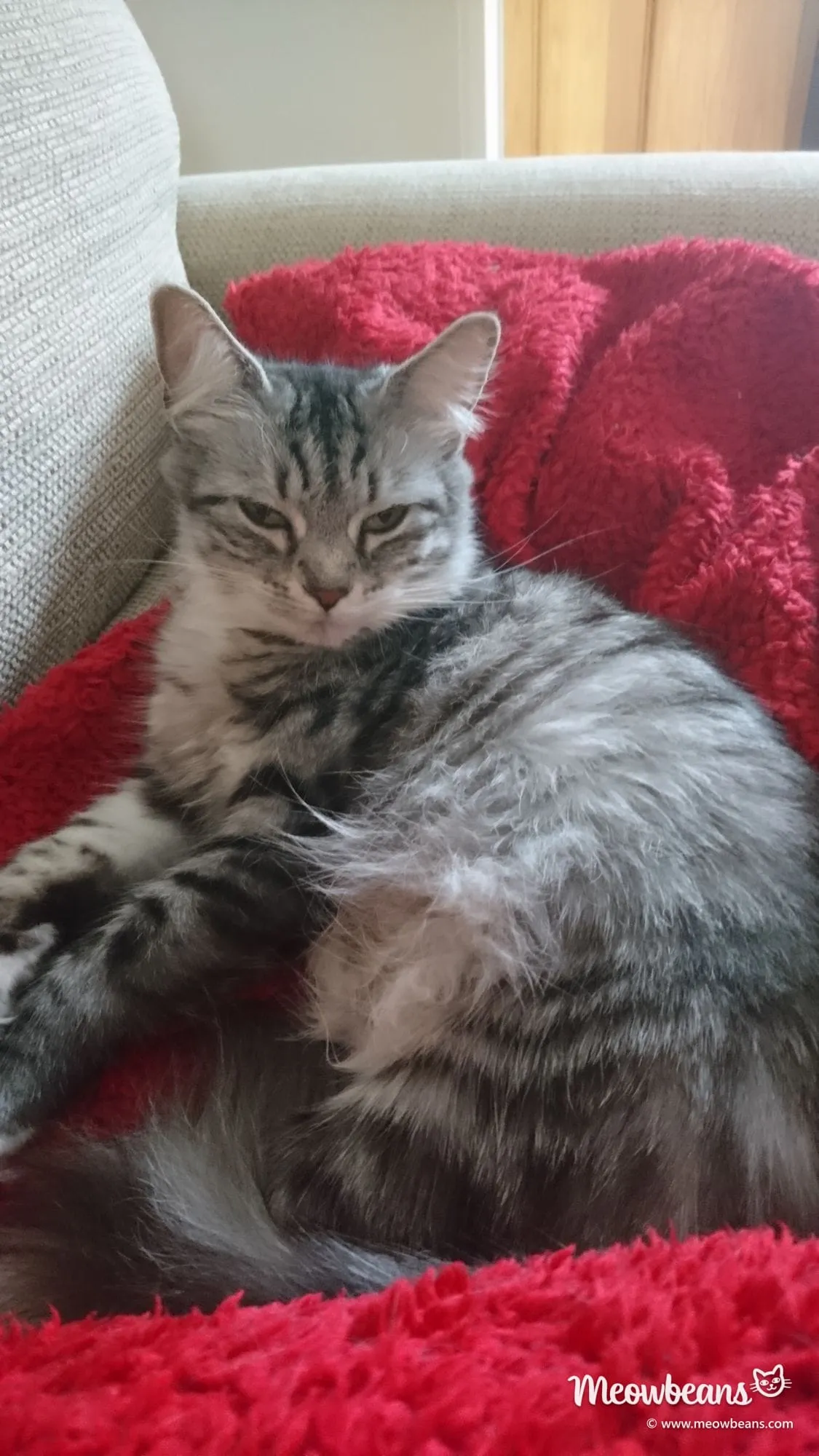 Bean, a silver tabby Maine Coon, lying on a red blanket