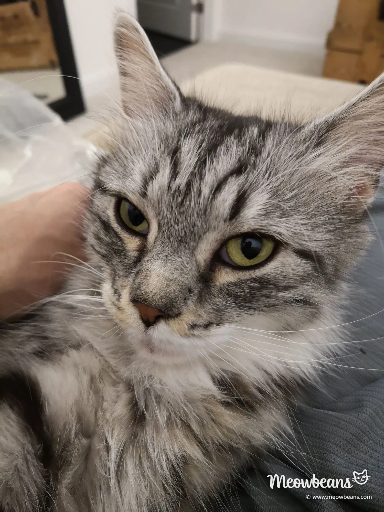 Bean, a silver tabby Maine Coon, in close-up showing her face and ears