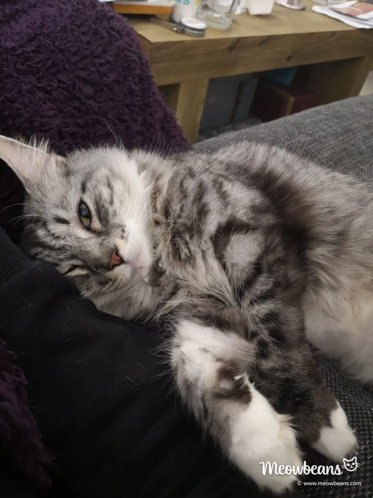 Bean, a silver tabby Maine Coon, asleep on a lap