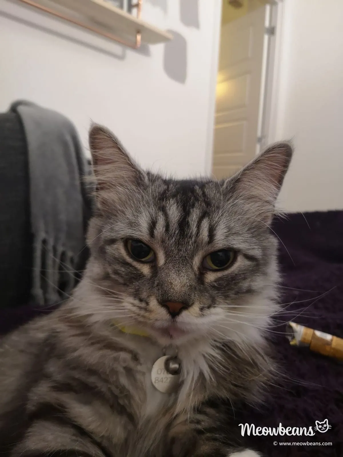 Bean, a long-haired silver tabby Maine Coon, looking at the camera from the sofa