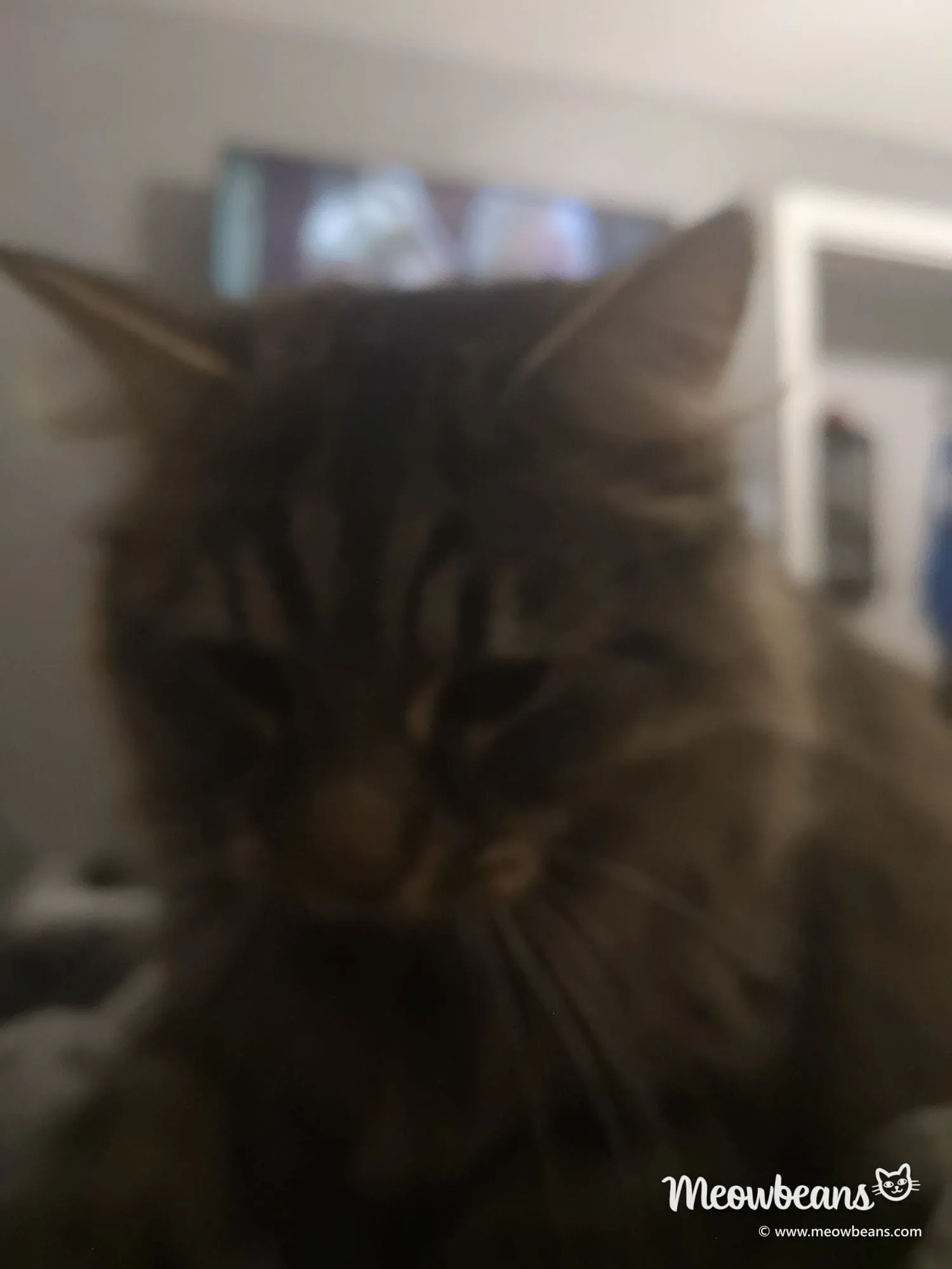 Max, a long-haired brown tabby, in close-up
