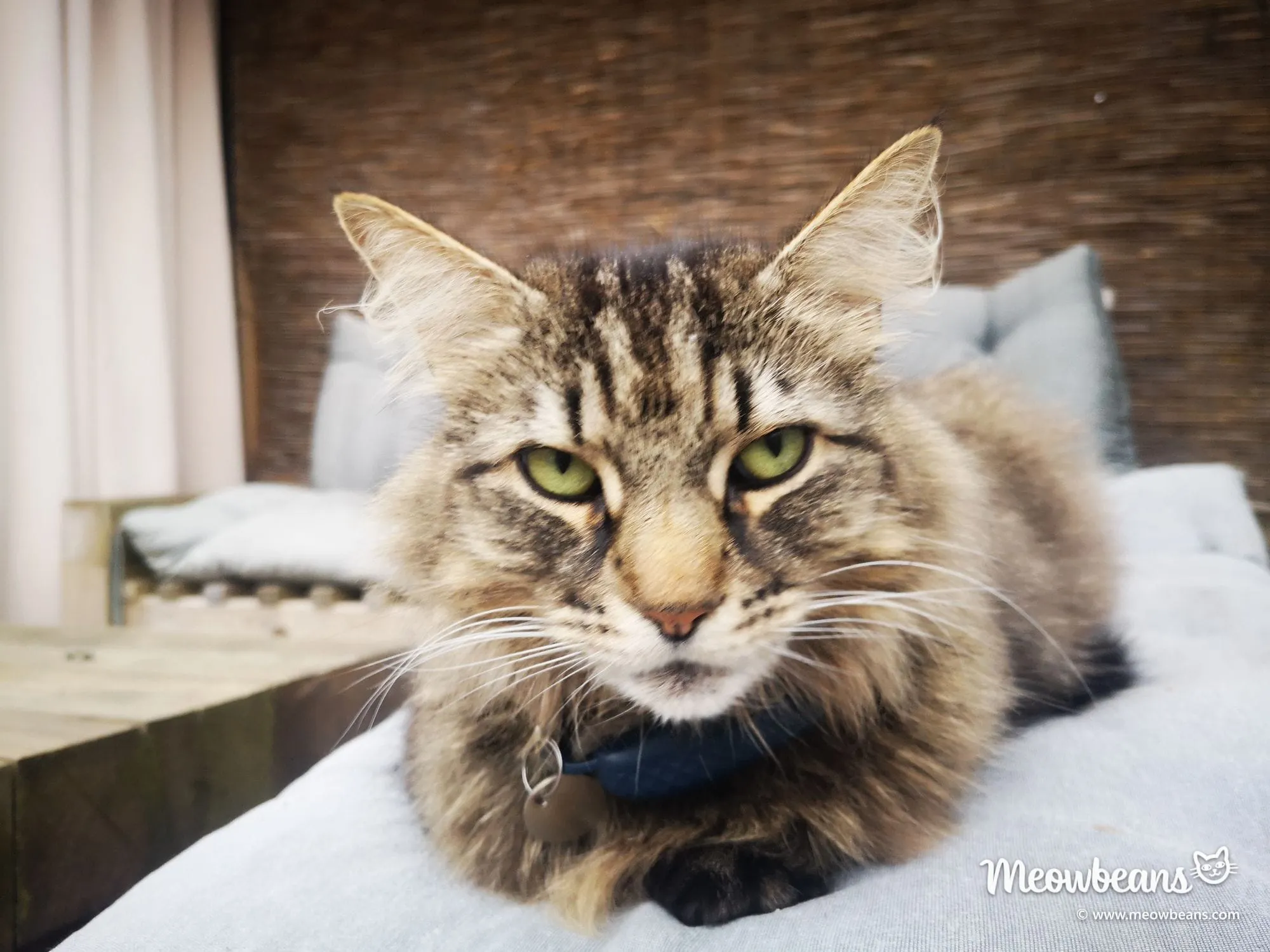 Max, a long-haired brown tabby, sitting on a garden sofa showing off his thick coat