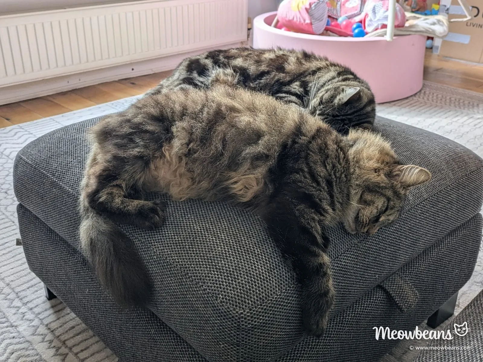 Marshall and Max, two large tabby cats, asleep together on a grey footstool