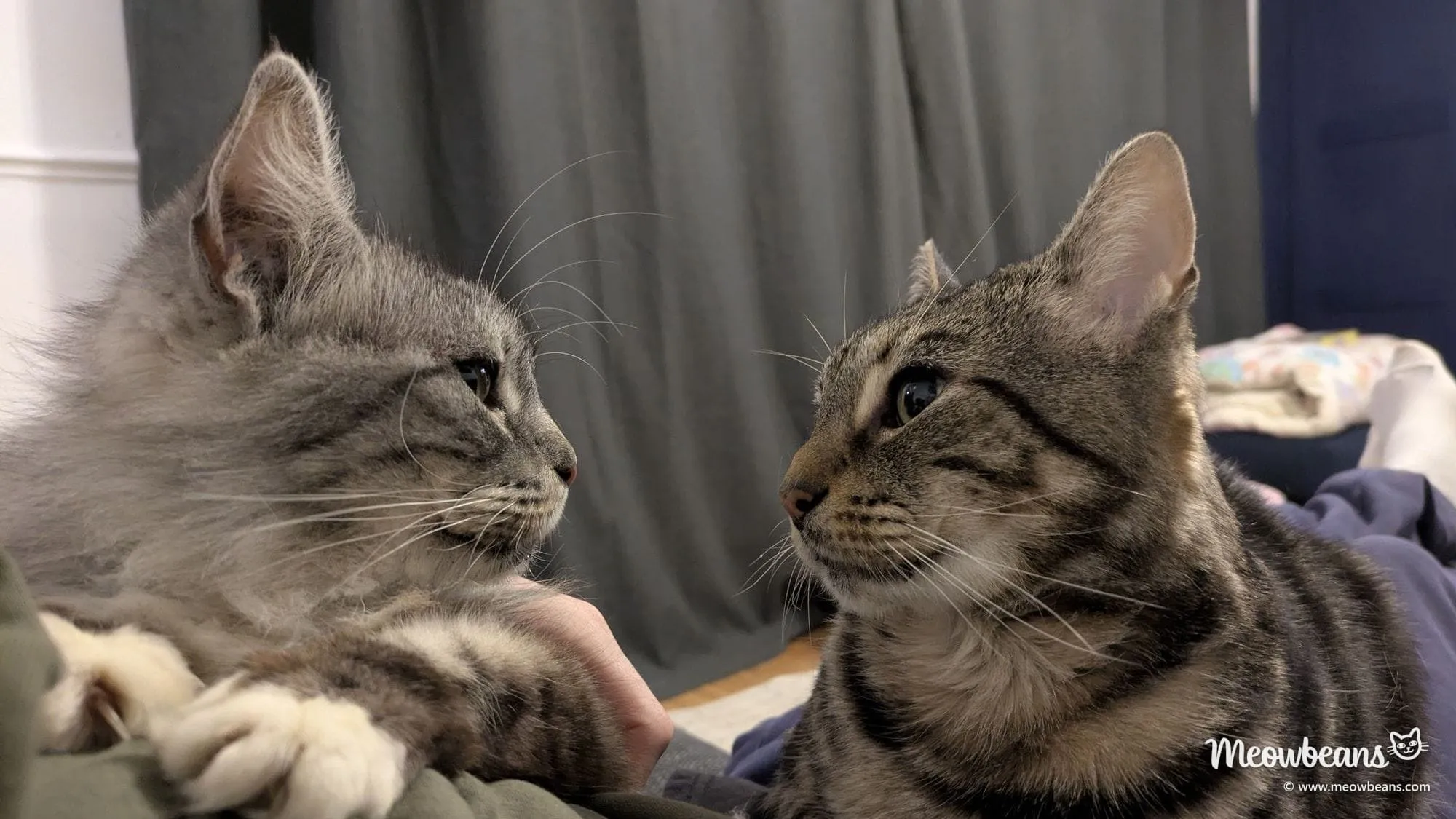 Bean, a 13-year-old silver tabby Maine Coon, nose to nose with her nine-year-old son Marshall