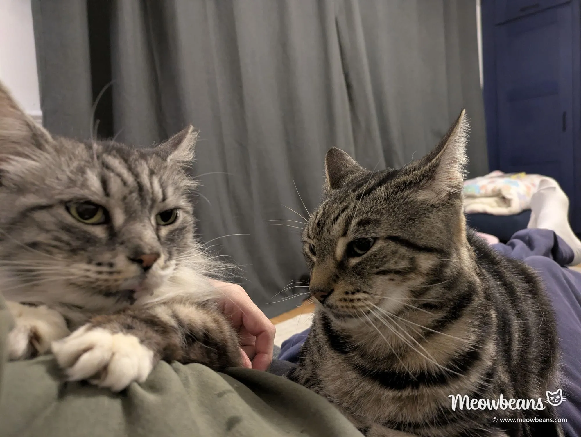 Bean, a silver tabby Maine Coon, nose to nose with her son Marshall, a short-haired cross