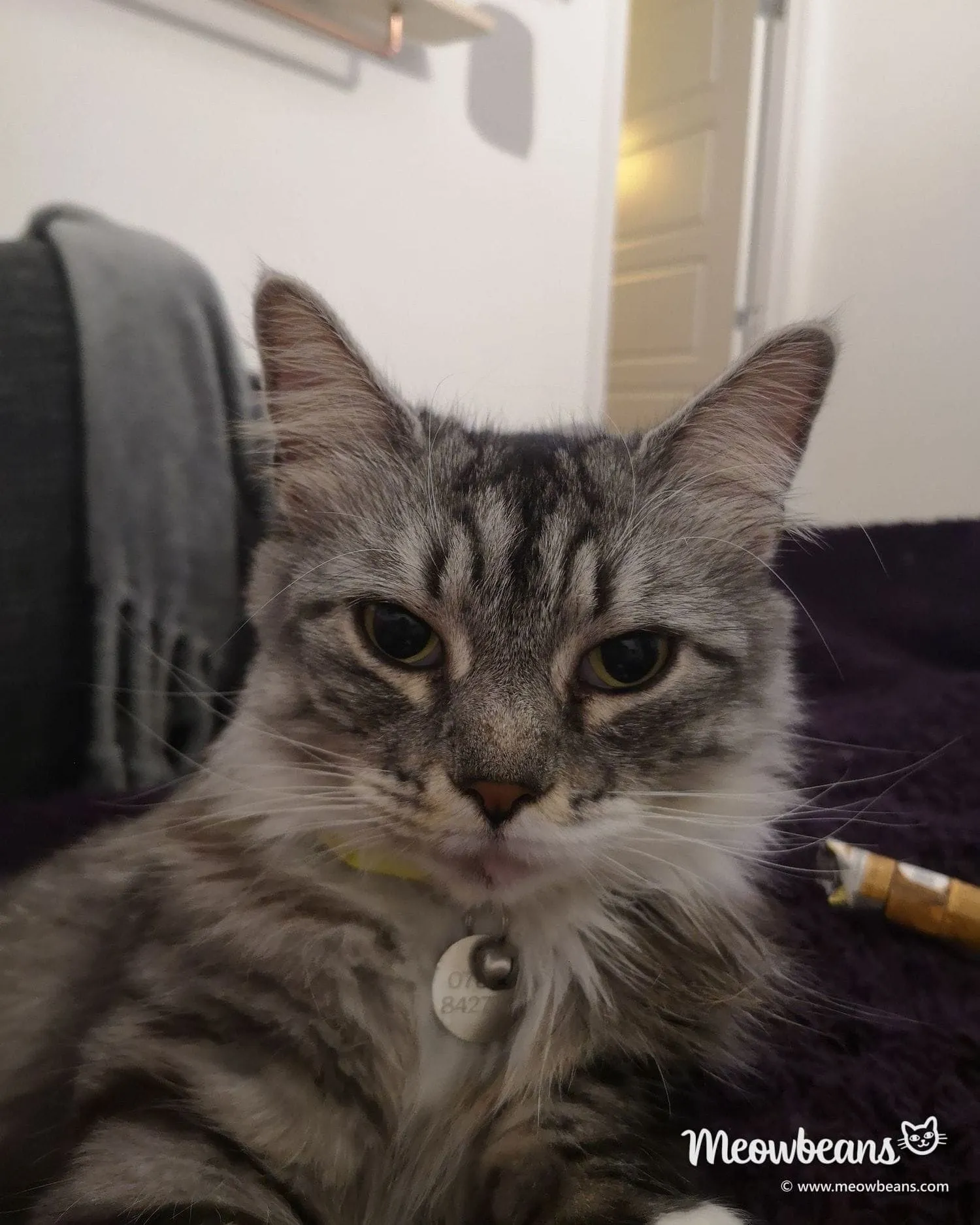 Bean, a long-haired silver tabby Maine Coon with a white chest, looking at the camera