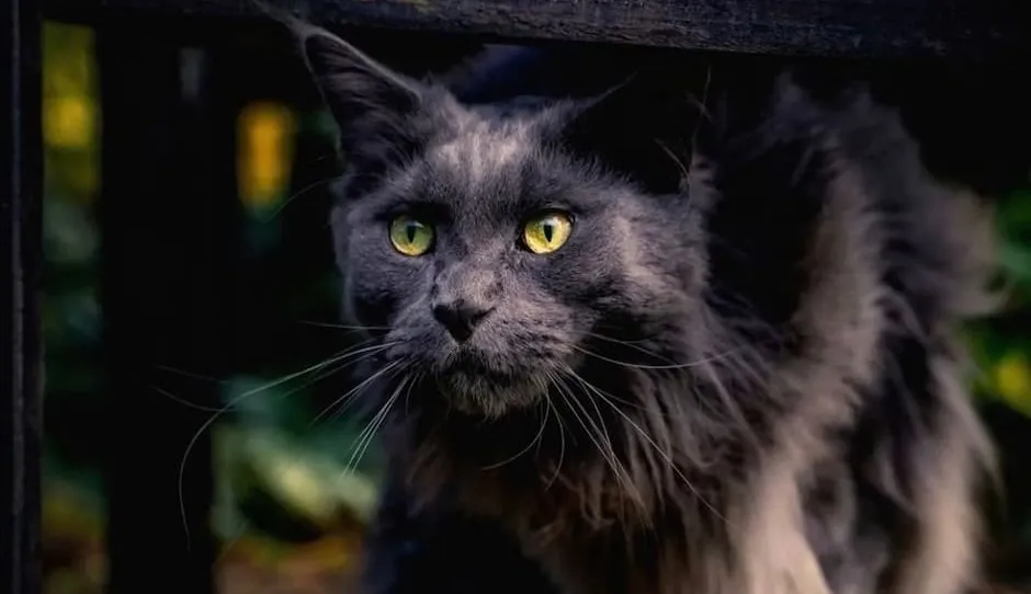 A smoky black Maine Coon with green eyes