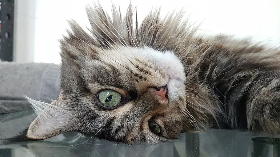A grey tabby Maine Coon lying upside down on a windowsill, looking at the camera