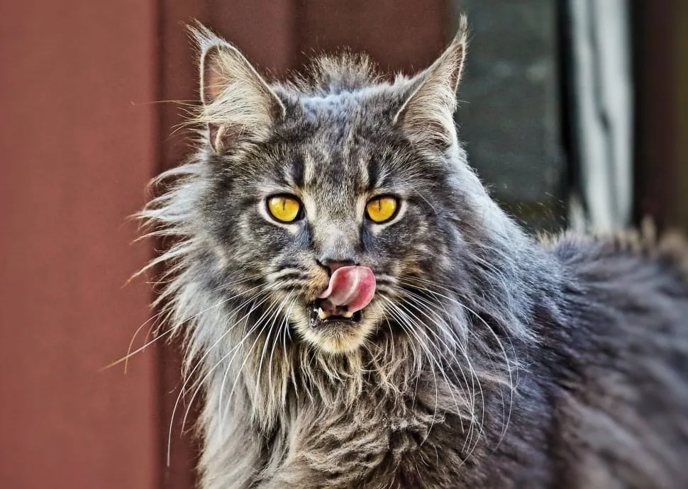 A grey tabby Maine Coon with amber eyes licking its lips