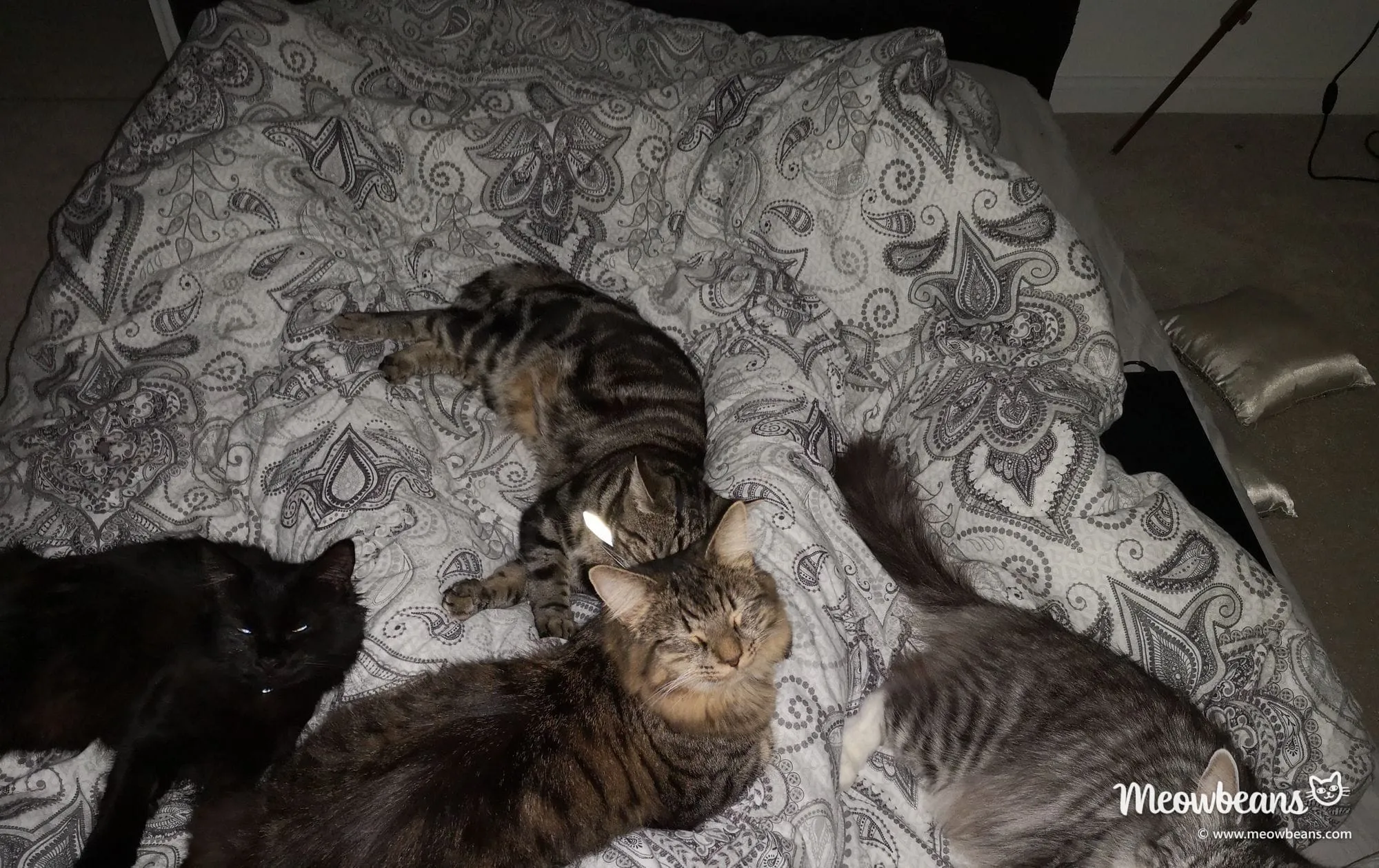 Bean, Marshall, Max and Mila curled up together on a bed in 2018