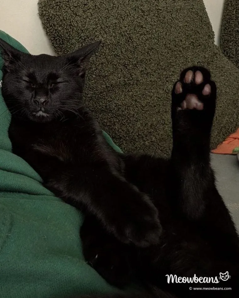 Jelly Bean, a young black kitten, stretched out asleep with one paw in the air