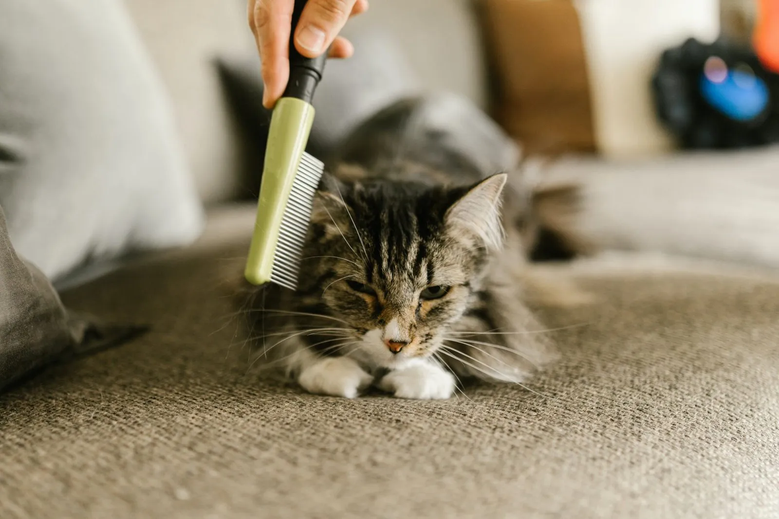 A young tabby Maine Coon being brushed while it relaxes on a sofa