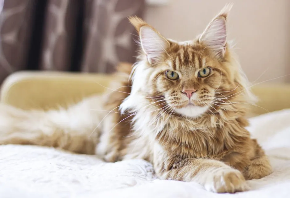 A long-haired red tabby Maine Coon with a thick ruff, lying on a white blanket