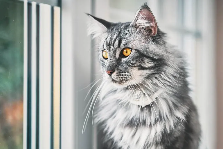 A silver tabby Maine Coon with amber eyes and tufted ears, sitting by a window