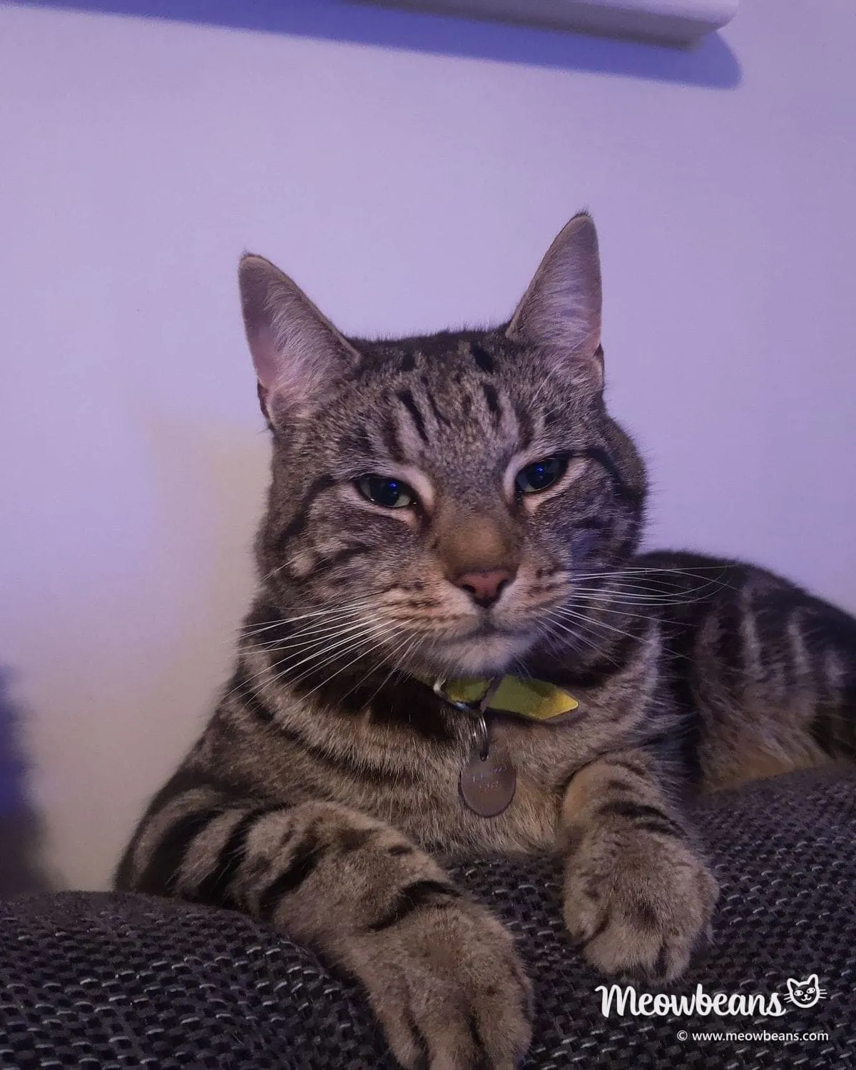 Marshall, a short-haired brown tabby with bold stripes, lying on the sofa