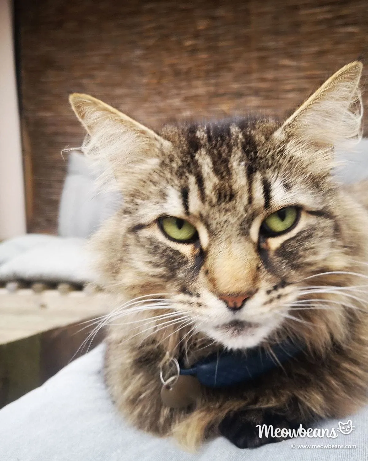 Max, a long-haired brown tabby with green eyes and ear tufts, sitting on a garden sofa