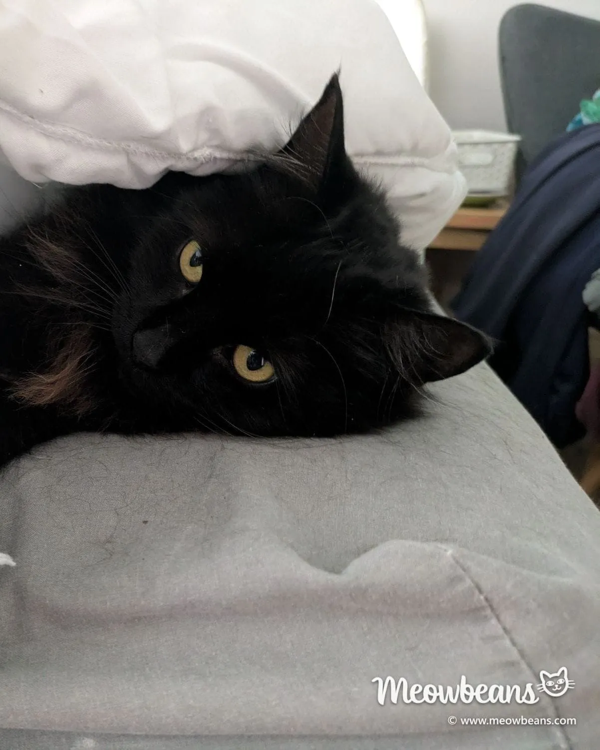 Mila, a long-haired black cat with amber eyes, peeking out from under a pillow