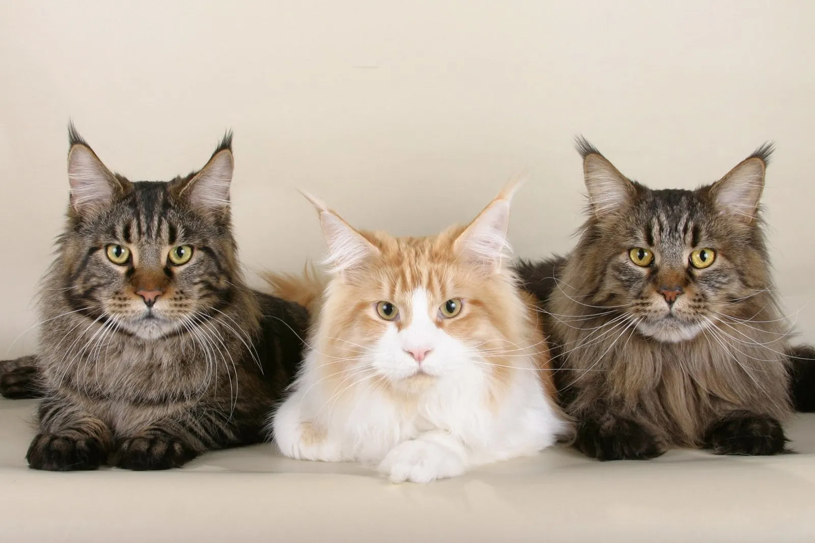 Three Maine Coons side by side: two brown tabbies and a cream and white cat