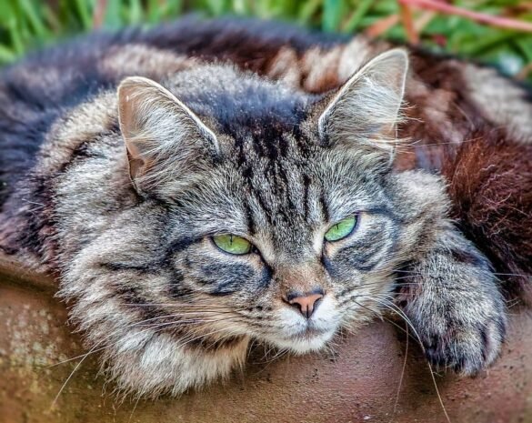 maine coon cat laying down outside