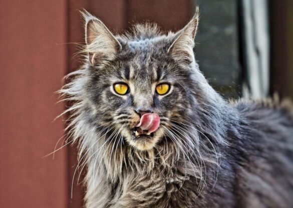 maine coon cat licking lips