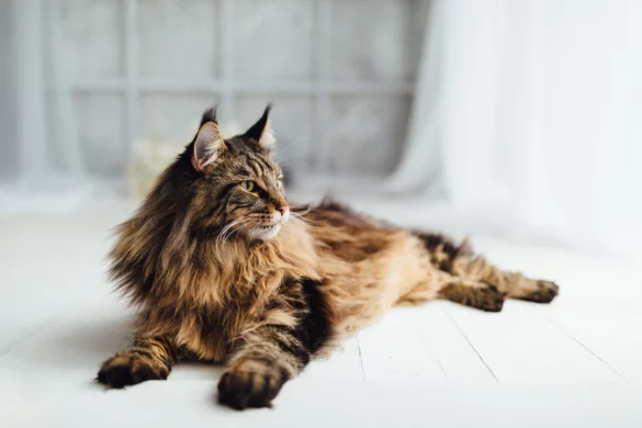 large maine coon cat