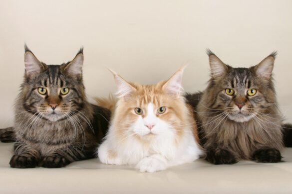 maine coon cat colours and types